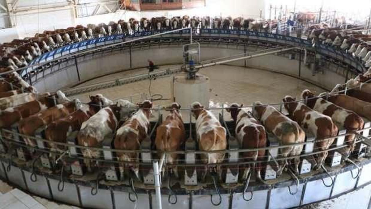 Türkiye'nin en büyüğü! Günde 80 ton süt elde ediliyor