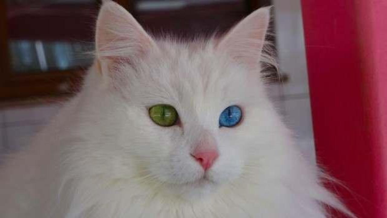 Van kedilerinin artık kimliği var