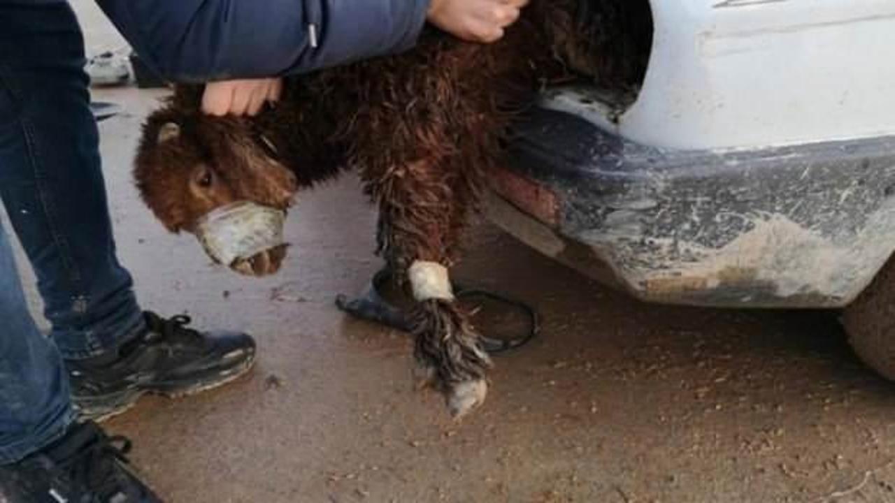 Vicdansızlığın bu kadarına pes! Ağızları bantlanmış 4 kuzu...