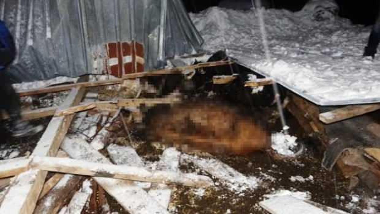 Yoğun kar yağışının ardından 2 ağıl &ccedil;&ouml;kt&uuml;, 9 b&uuml;y&uuml;kbaş telef oldu