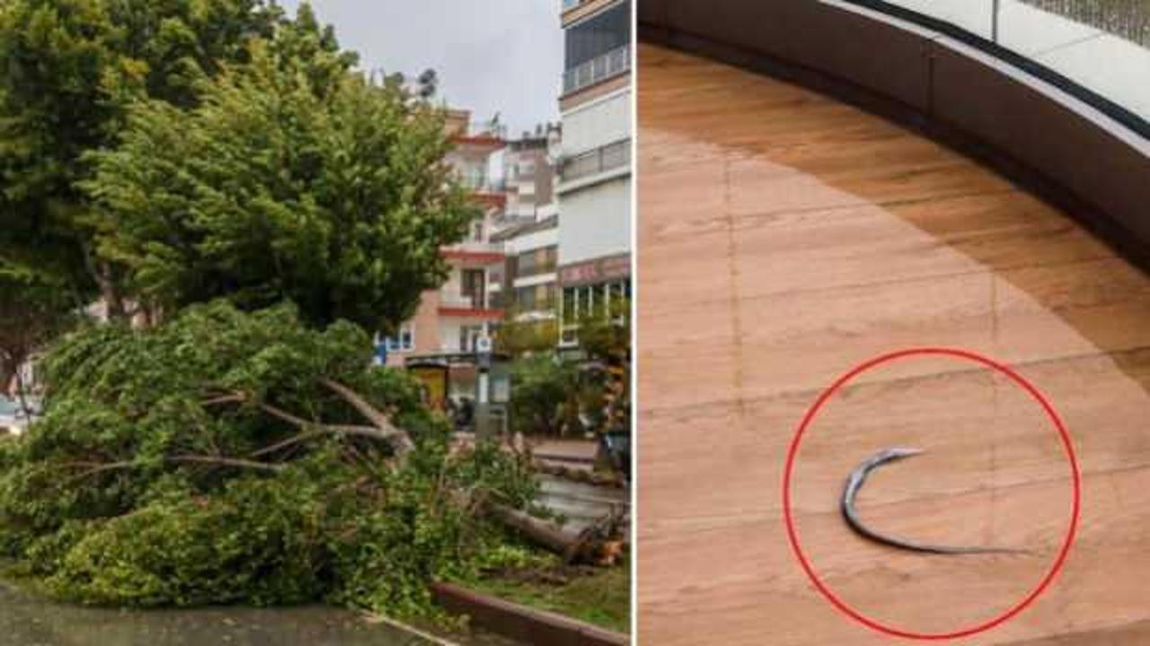 Antalya'da balık fırtınanın etkisiyle 60 metre uzaklıktaki evin balkonuna uçtu!