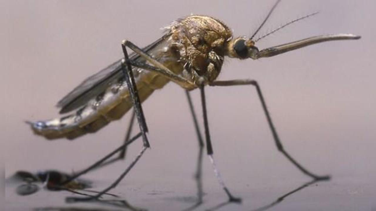 Etiyopya'da yeni bir sıtma sineği türü ortaya çıktı