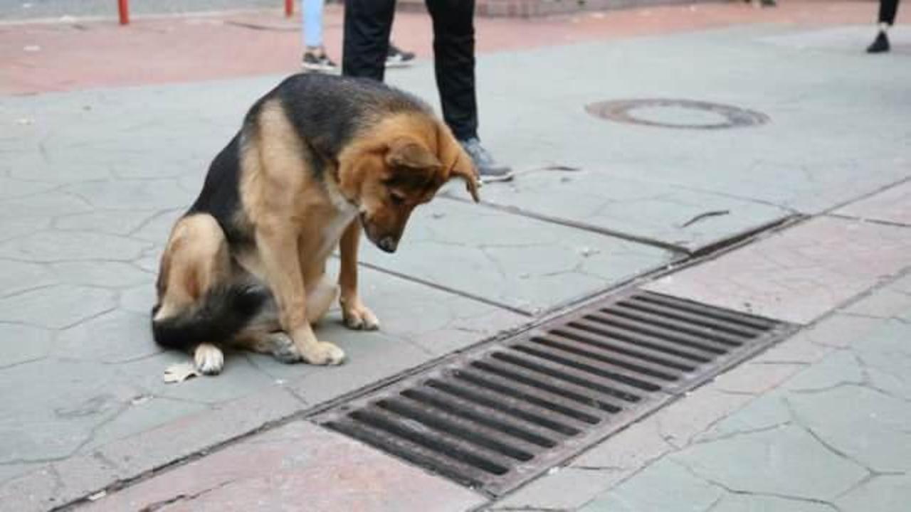 S&uuml;rekli mazgala bakan k&ouml;peğe ne oldu?