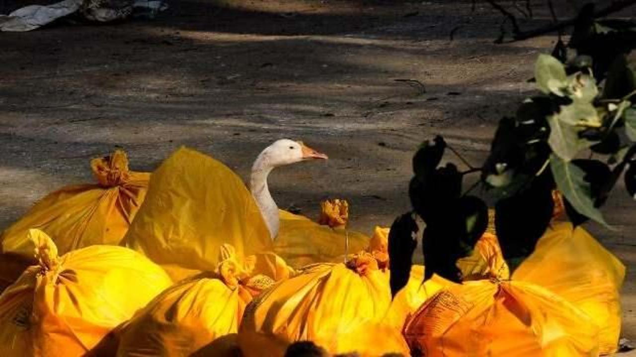 Fransa'da 'kuş gribi' alarmı: 2 milyon ördek itlaf edildi