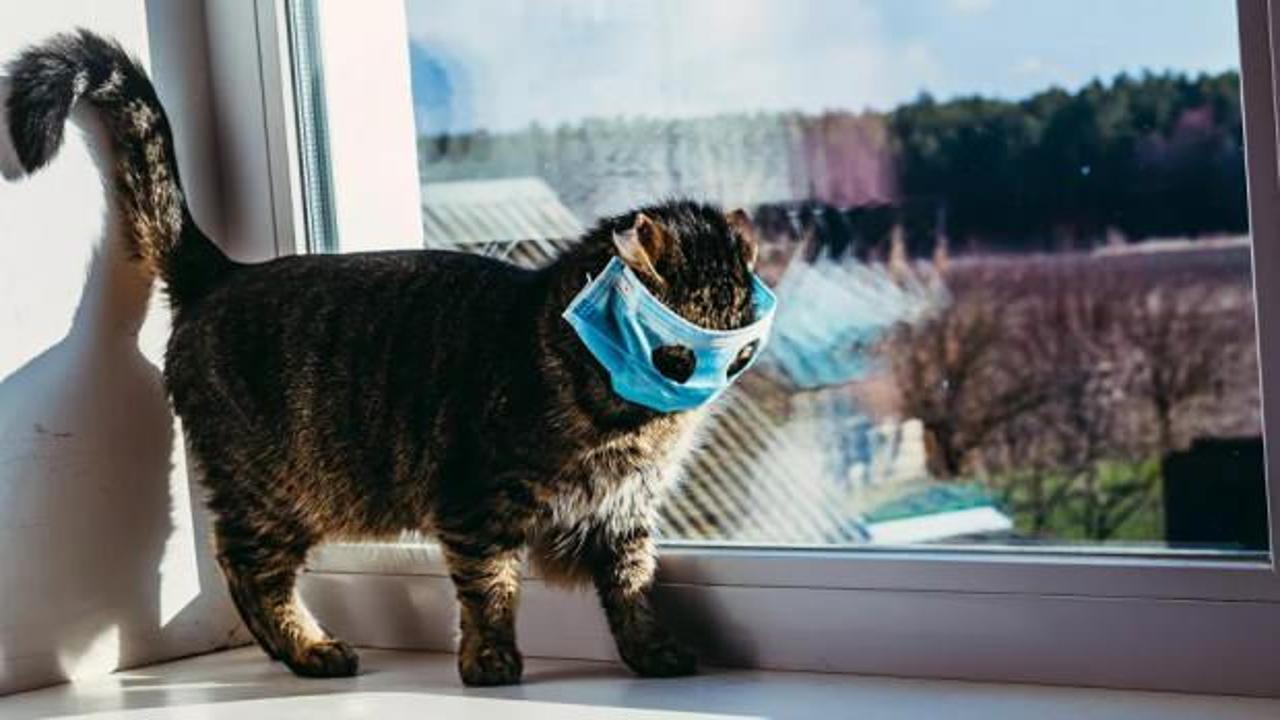 Güney Kore'de ilk kez bir kedi koronavirüse yakalandı!
