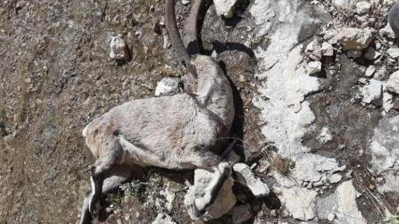 Kahramanmaraş'ta 2 yaban keçisi avcısına 125 bin lira ceza kesildi