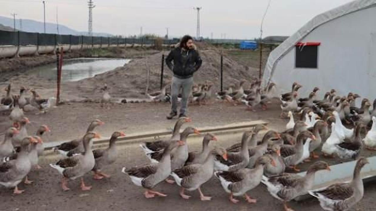 &Uuml;niversite &ouml;ğrencisi pandemiyi fırsata &ccedil;evirdi, kaz &ccedil;iftliği kurdu