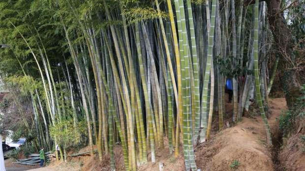 25 yıl önce Gürcistan'dan getirip Artvin'e diktiler! Büyüyen bambular ilgi odağı oldu