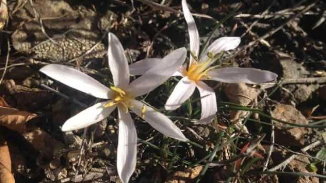 Baharın müjdecisi kardelenler erken açtı