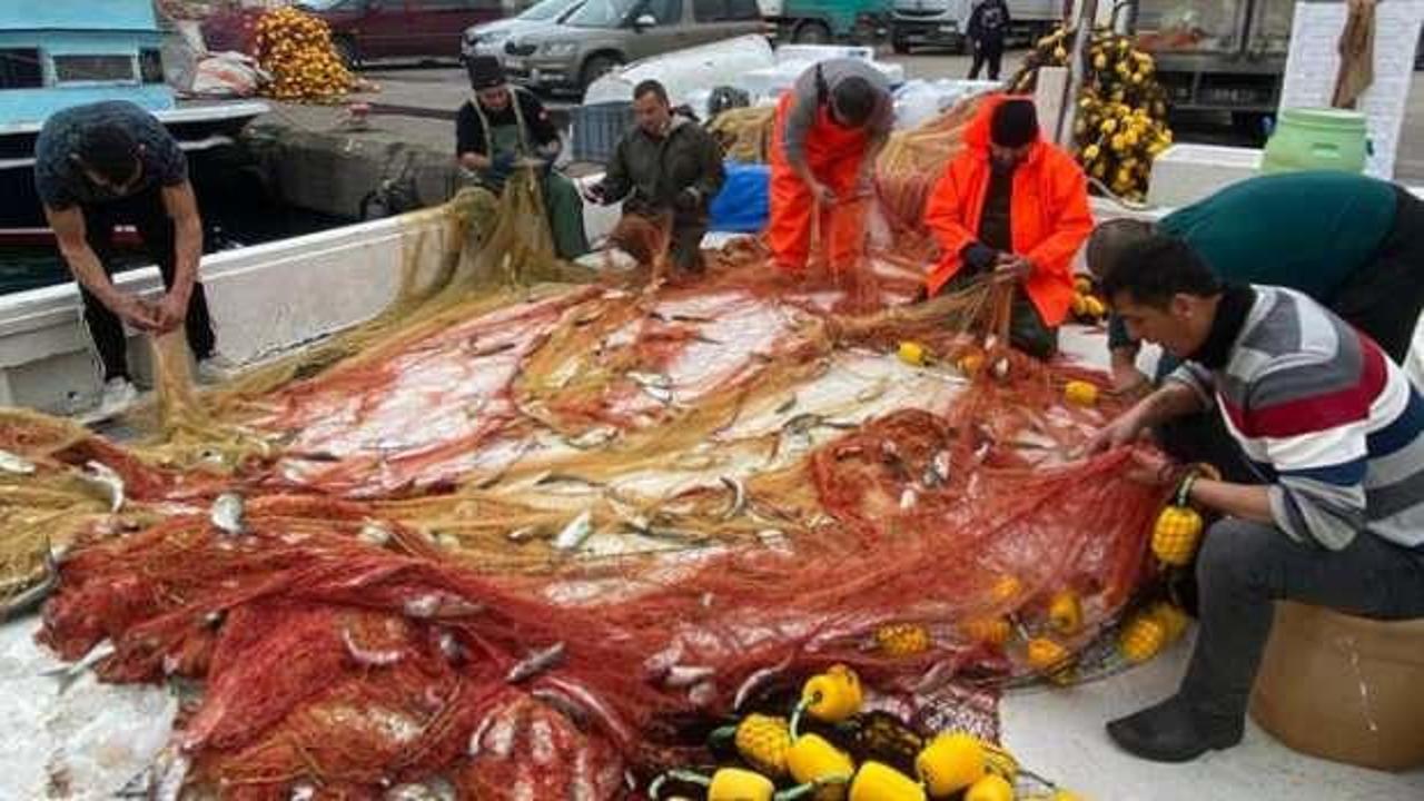 Balıkçının ağlarına 2 ton sarı kanat takıldı