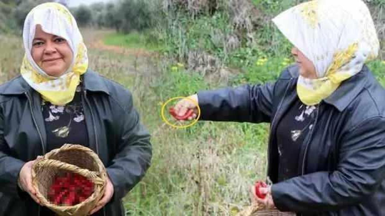 Hatay'da bir çiftçi kadın ektiği biberleri toplarken yılana benzediğini görünce şok oldu!
