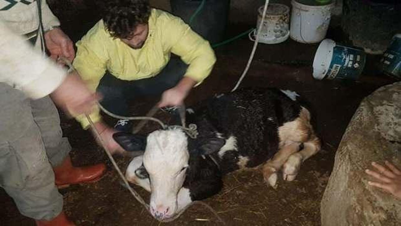 İtfaiye ekipleri kuyuya d&uuml;şen buzağıyı kurtardı