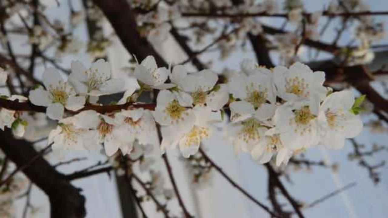 &Ouml;rt&uuml; altındaki erik ağa&ccedil;ları &ccedil;i&ccedil;ek a&ccedil;tı