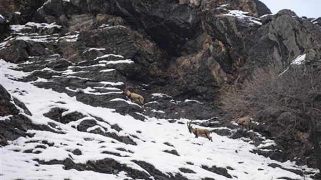 Pülümür Vadisi'nde boz ayı ve yaban keçileri görüntülendi
