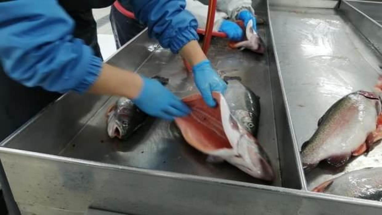 Rize’de üretilen Somon Balığı'nın ihracatı bu yıl yüzde 55 arttı