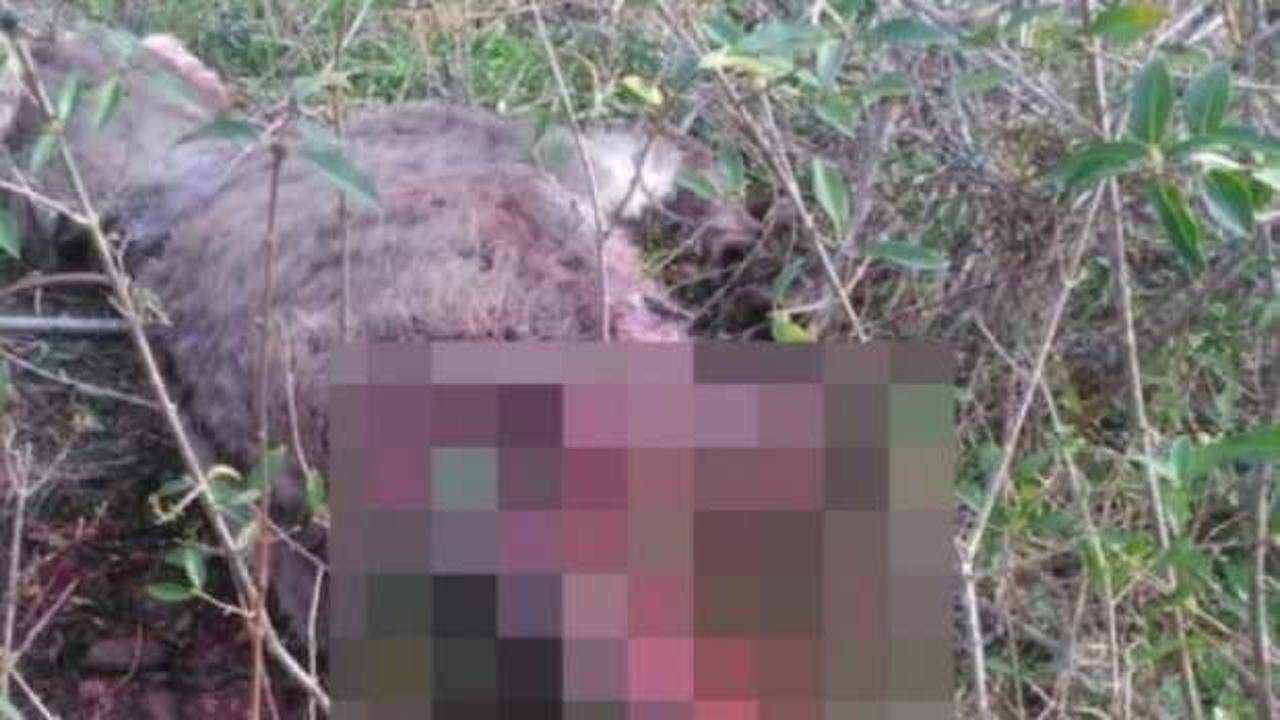 A&ccedil; kalan ayı, evin bah&ccedil;esindeki eşeği telef etti