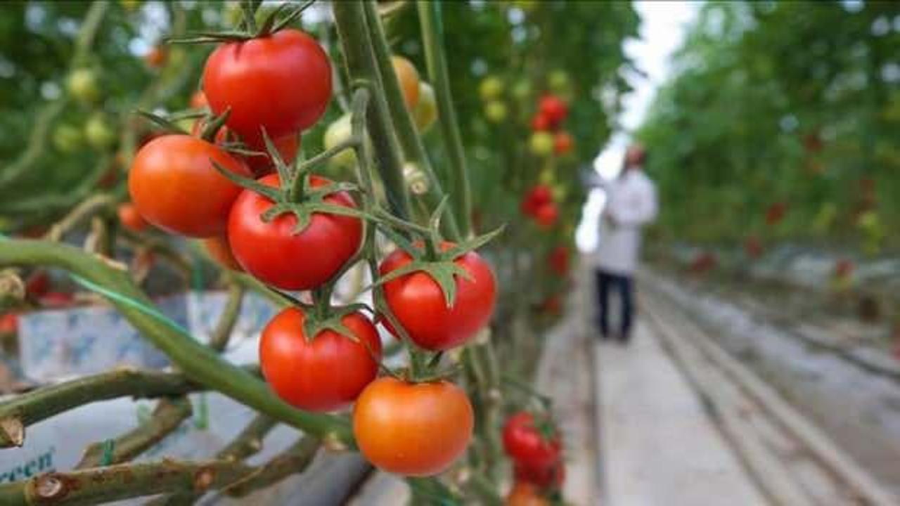 Afyonkarahisar'dan 30 ülkeye "salkım domates" ihracatı 