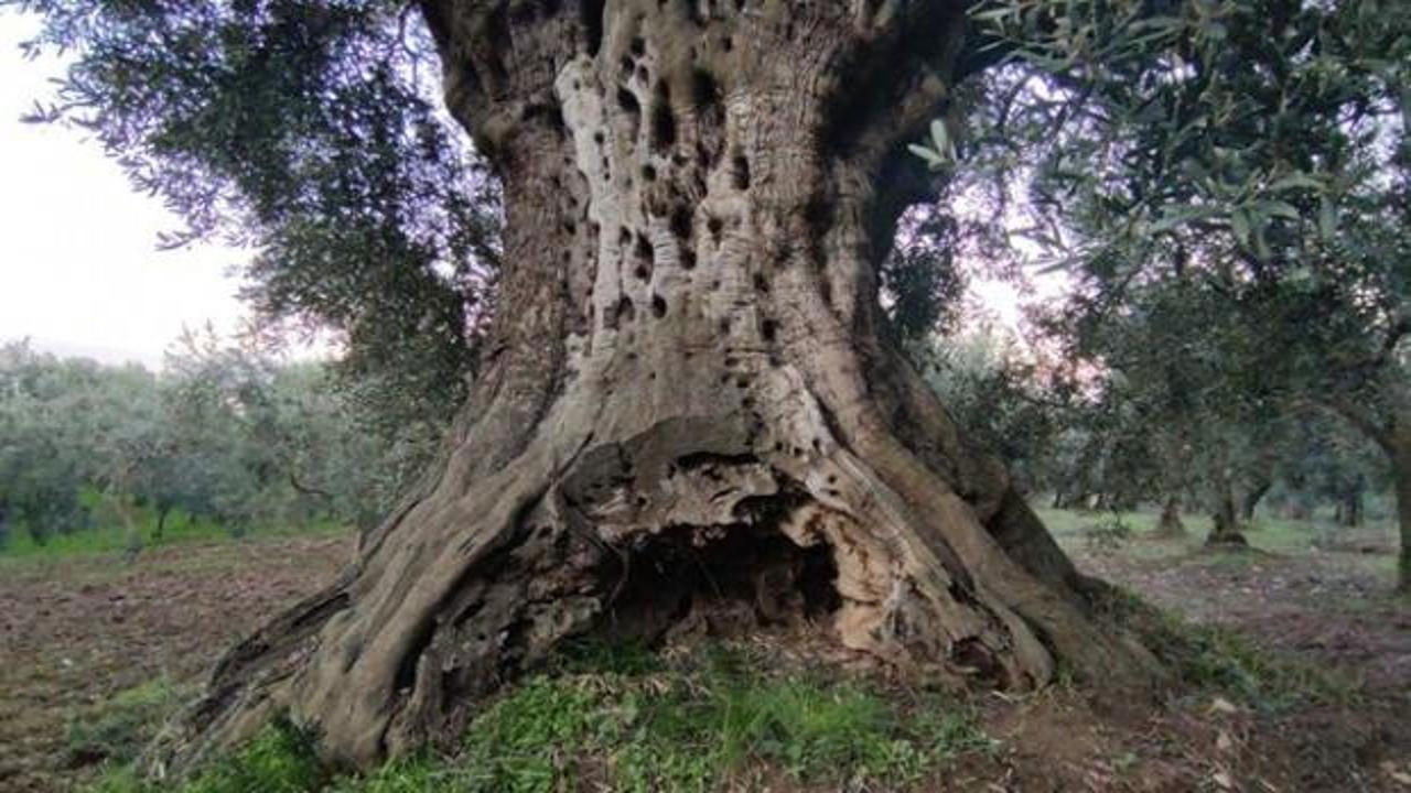 Bin 500 yıllık ağaçtan üretiliyor, kilosu 700 lira