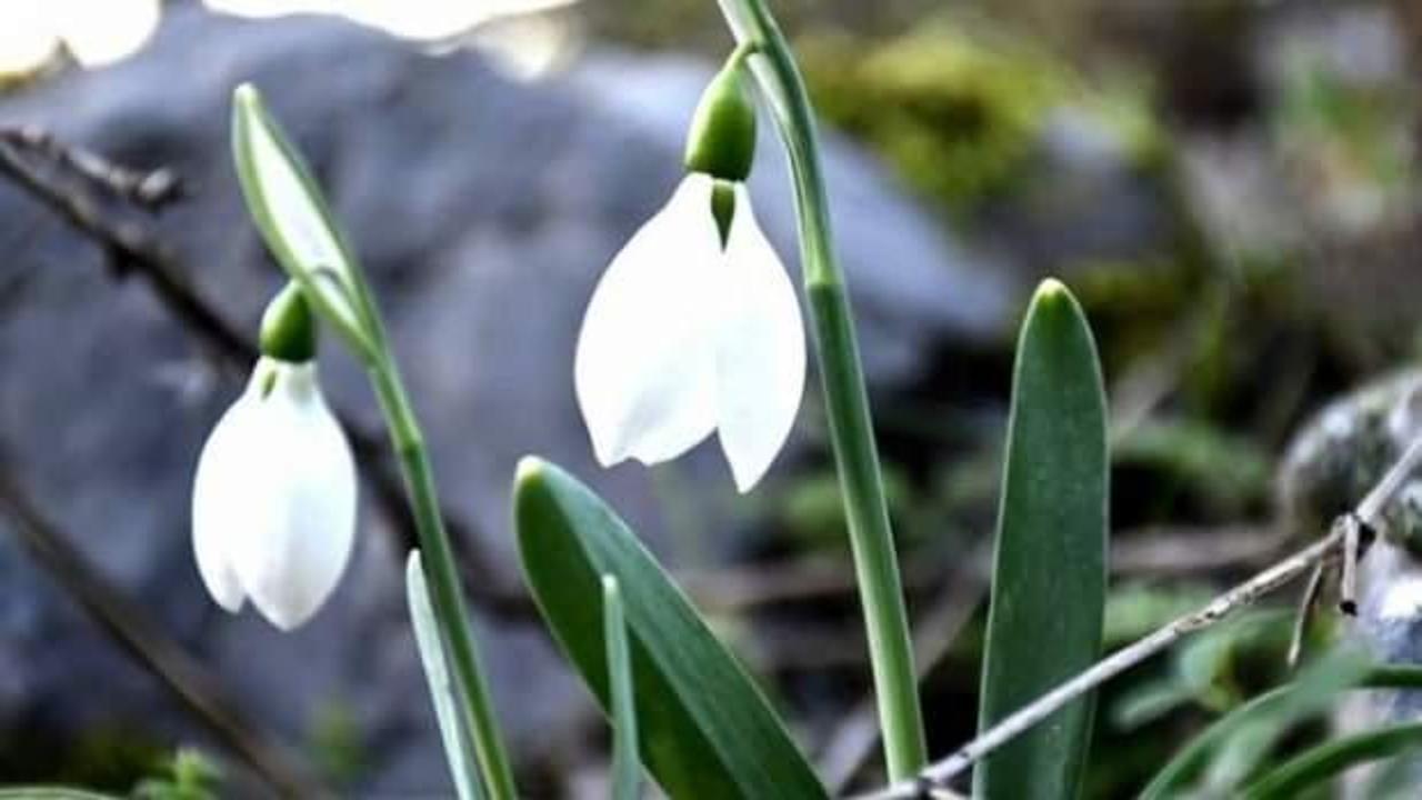 Bu &ccedil;i&ccedil;eği koparmak y&uuml;rek ister! Rekor ceza