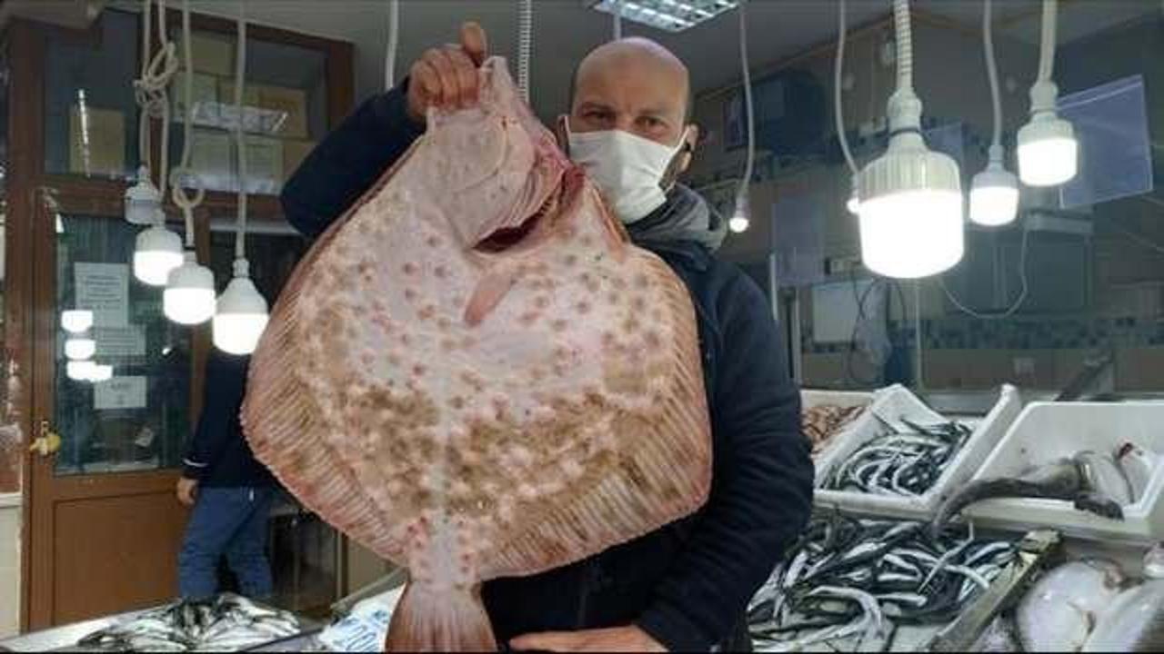Dev kalkan balığı kilogramı 200 liradan satıldı