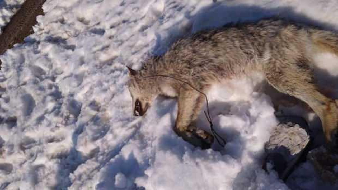 Kurdu &ouml;ld&uuml;r&uuml;p koyunları kurtardı! Kahraman k&ouml;pek...