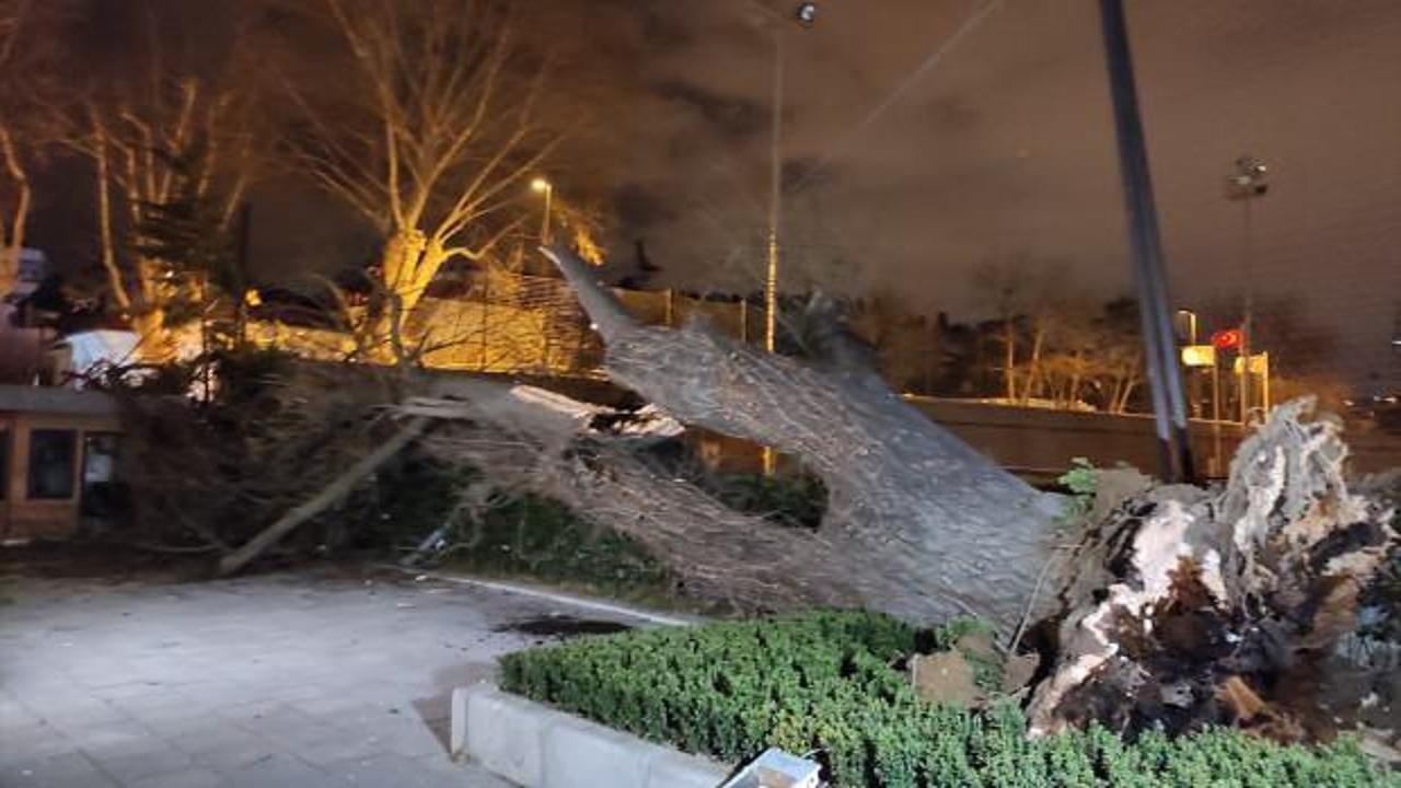 TFF'nin Beylerbeyi Tesisleri'ndeki asırlık çınar ağacı rüzgar nedeniyle devrildi