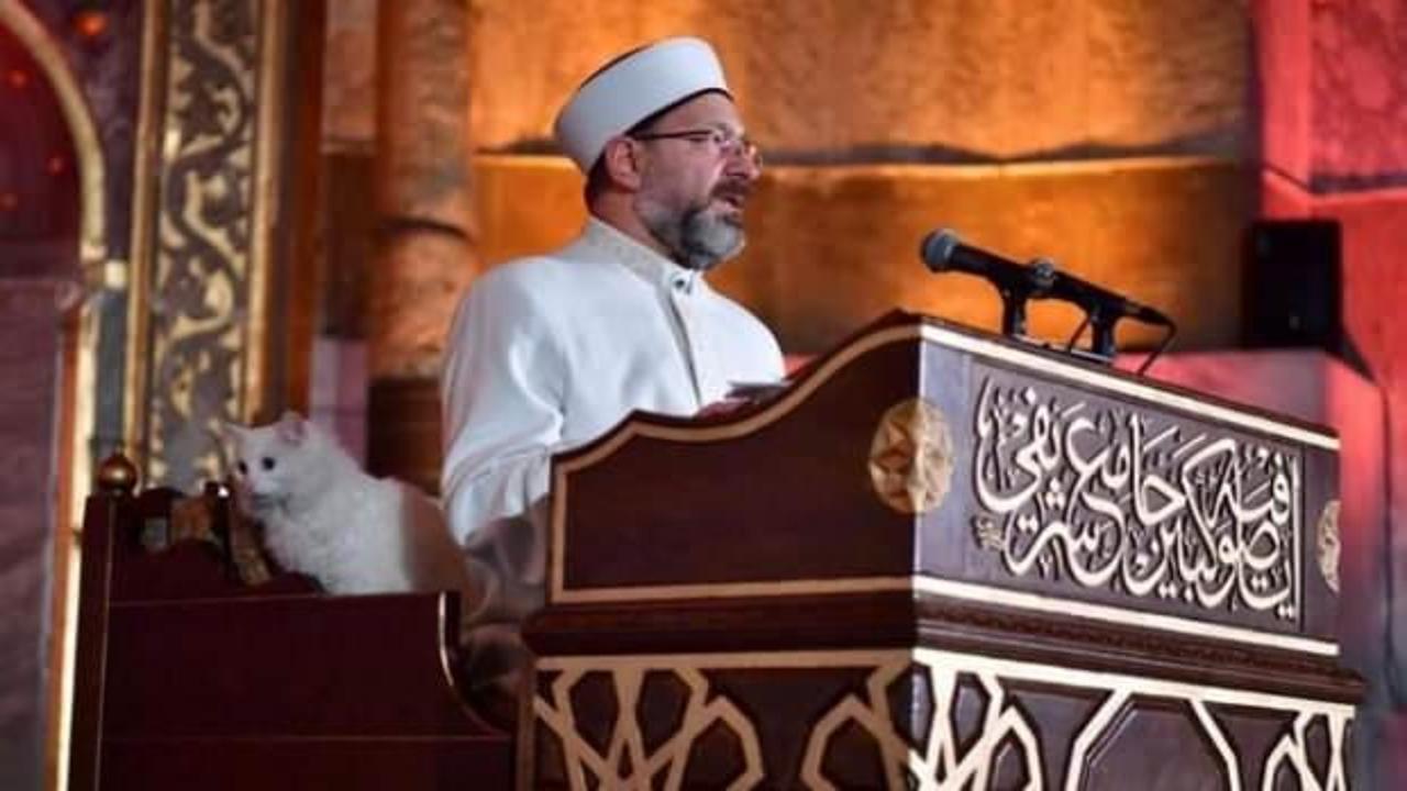 Ayasofya'nın yeni kedisi ortaya &ccedil;ıktı! Sevimli kedi k&uuml;rs&uuml;ye ortak oldu