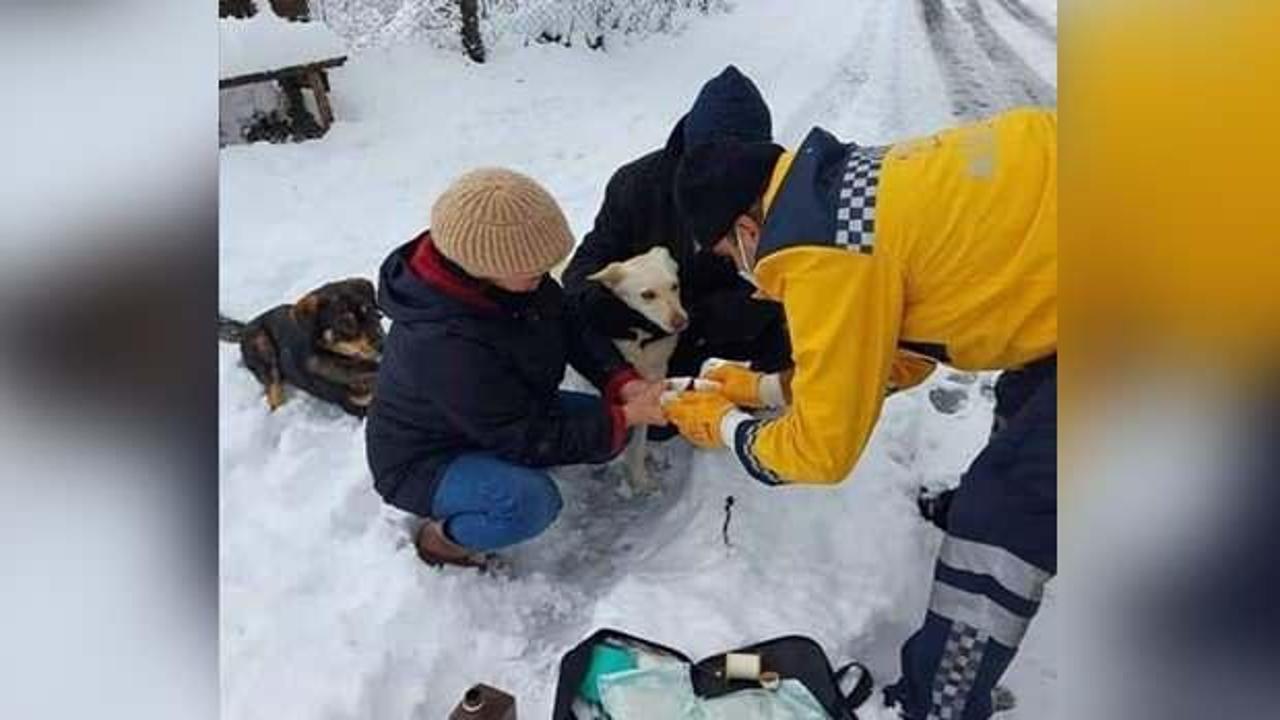 Bakan Koca, yaralı köpeğe müdahale eden paramedik Mustafa Baran'ın fotoğrafını paylaştı