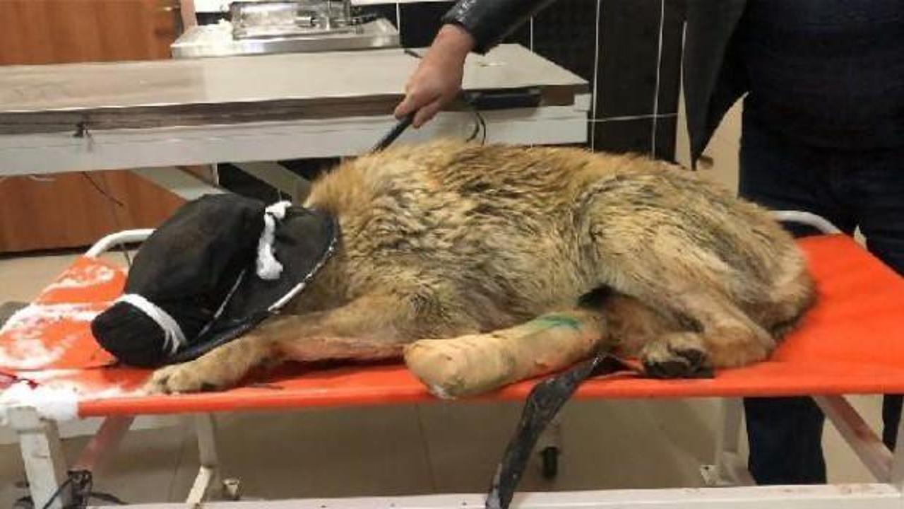 Bingöl'de yaralı bulunan kurt, Kars’ta tedaviye alındı