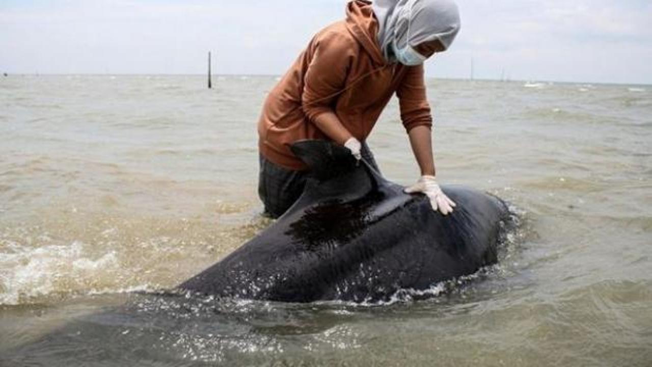 Endonezya sahillerinde karaya oturan kısa yüzgeçli pilot balinalardan 52'si öldü