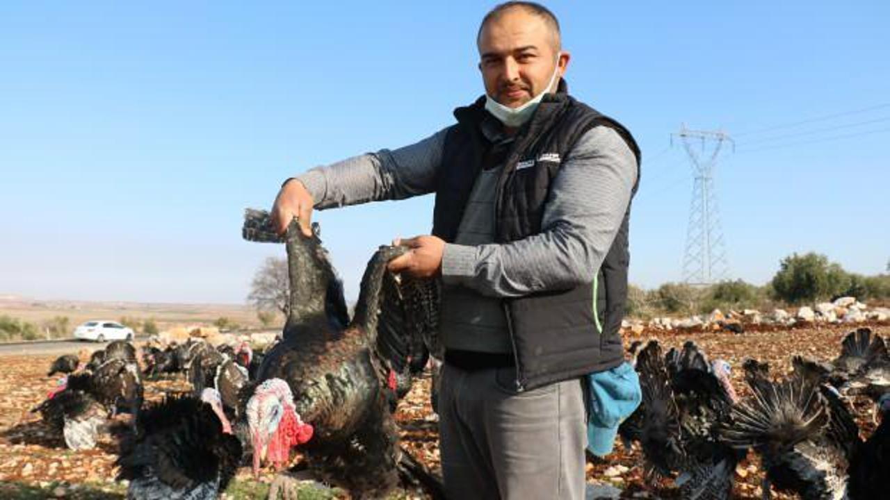 Gaziantep'te misafiri için hindi bulamayan adam çiftlik kurdu! Taleplere yetişemiyor