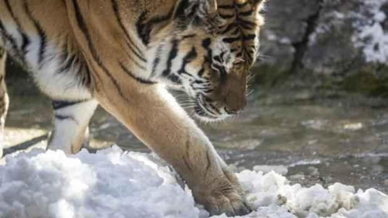 İlk kez kar g&ouml;ren kaplanın şaşkınlığı!