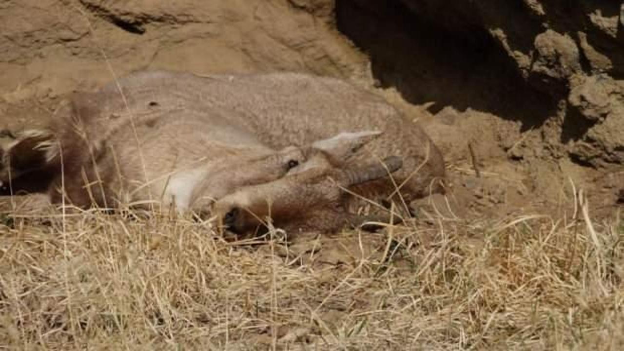 Köylüler dağ keçilerini öldüren bakteri nedeniyle tedirgin