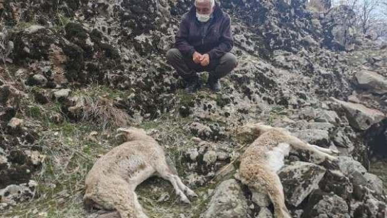 Tunceli'de, koruma altındaki dağ keçilerinin ölümünde 'koyun sürüsü' iddiası