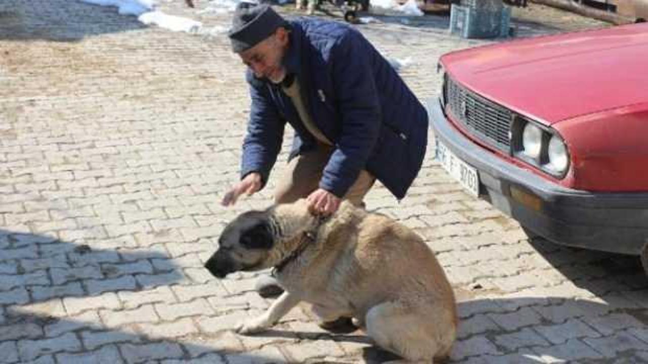3 bacaklı k&ouml;pek koyunları koruyor