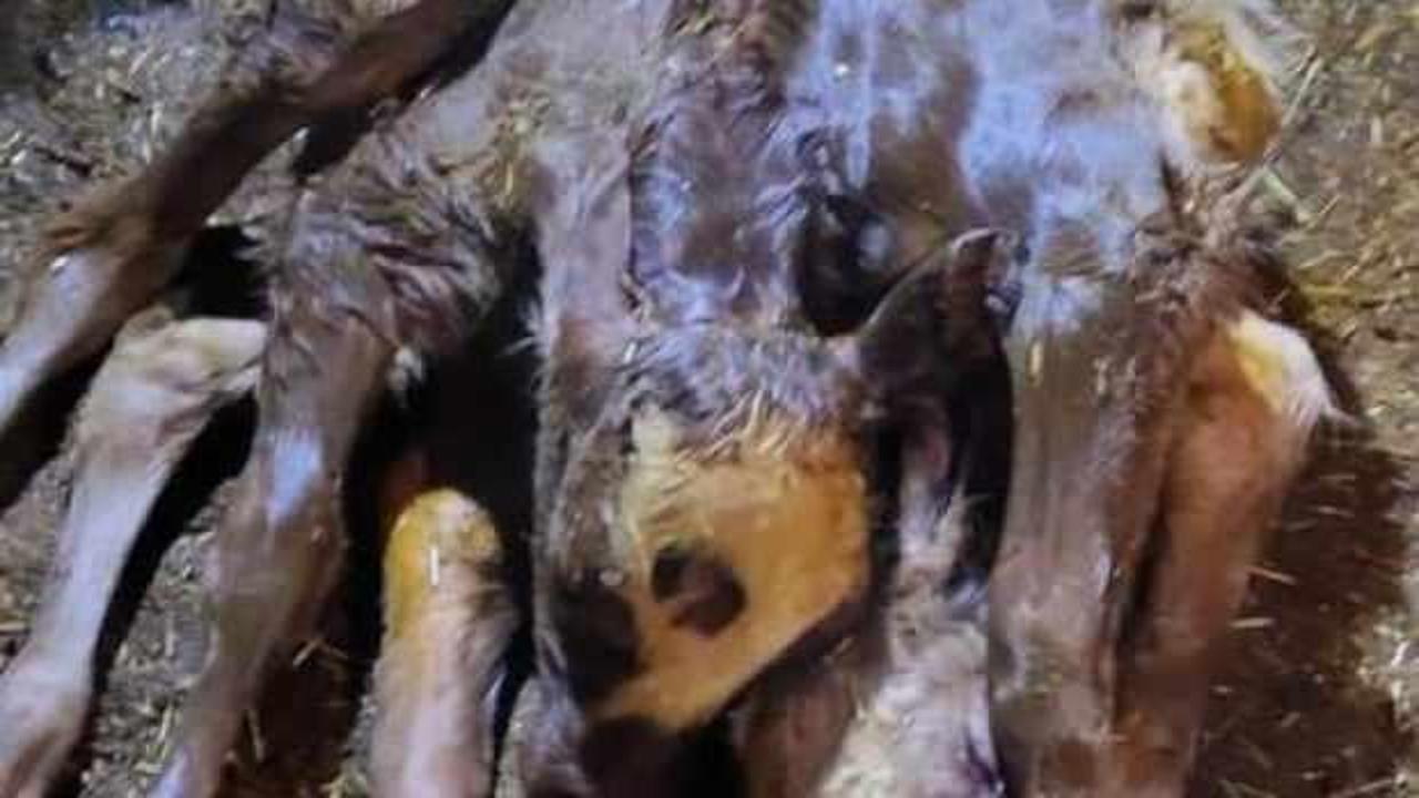 6 ayaklı, 2 başlı ve 2 kuyruklu buzağı şaşırttı