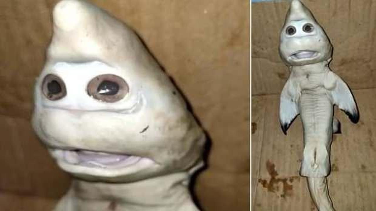 Yavru mutant köpek balığı bulundu