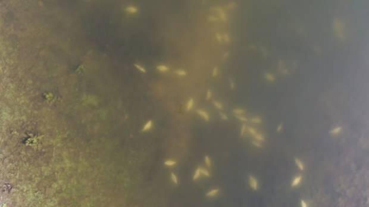 Alibeyköy Barajı'nda dikkat çeken ölü balıklar!