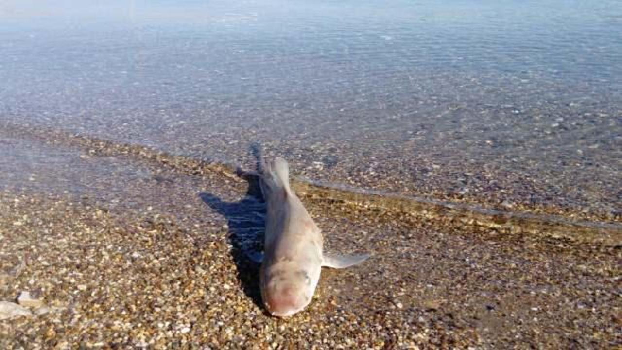 Bodrum'da ölü köpek balığı karaya vurdu