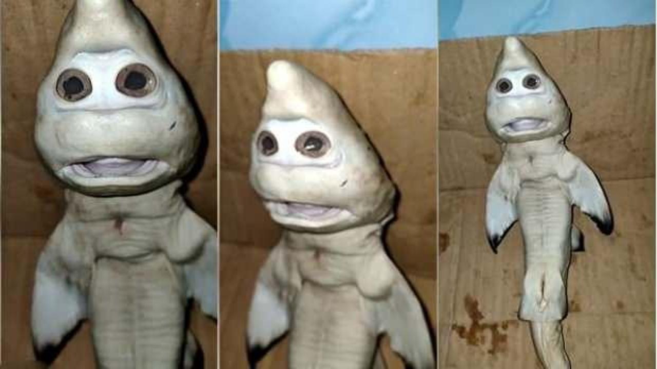 Endonezya'da insan yüzlü yavru köpek balığı bulundu!