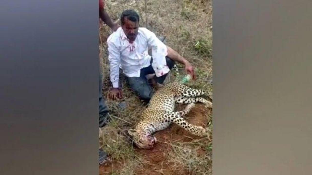 Hindistan'da bir adam ailesine saldıran leoparı elleri ile öldürdü!