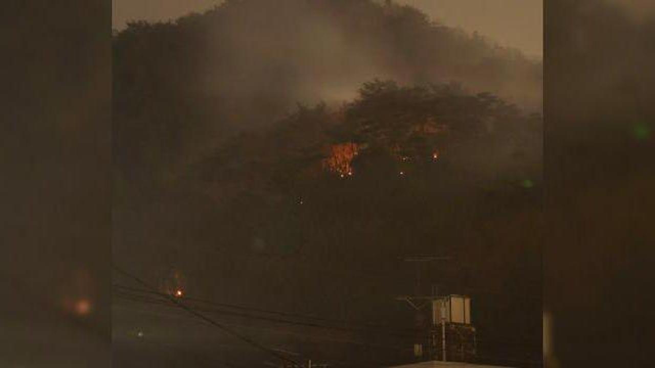 Japonya'daki yangında yüzlerce hektarlık orman alanında ağır hasar