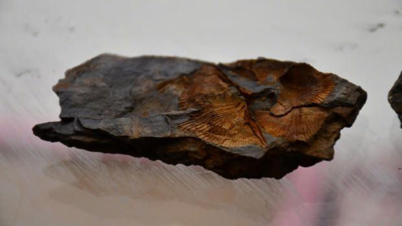 Bir çoban Şırnak'ın dağlarında binlerce yıllık olduğu tahmin edilen midye fosili buldu!