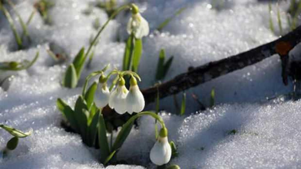 Toroslar'da kardelenler erken &ccedil;i&ccedil;ek a&ccedil;tı