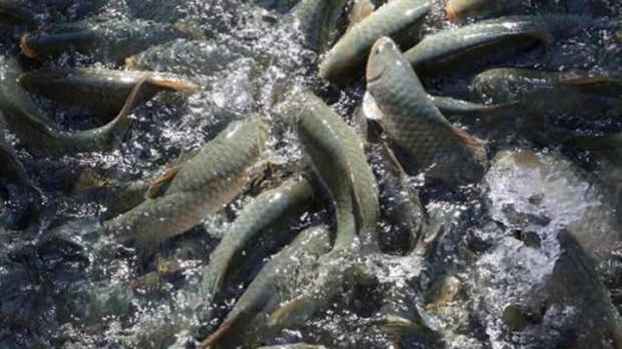 Balıklıgöl'de balık ölümleri raporlaştırılıyor!