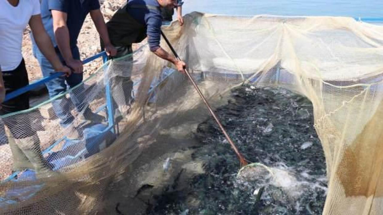 Denize kıyısı olamayan kentten Türkiye'ye yıllık 20 bin ton alabalık