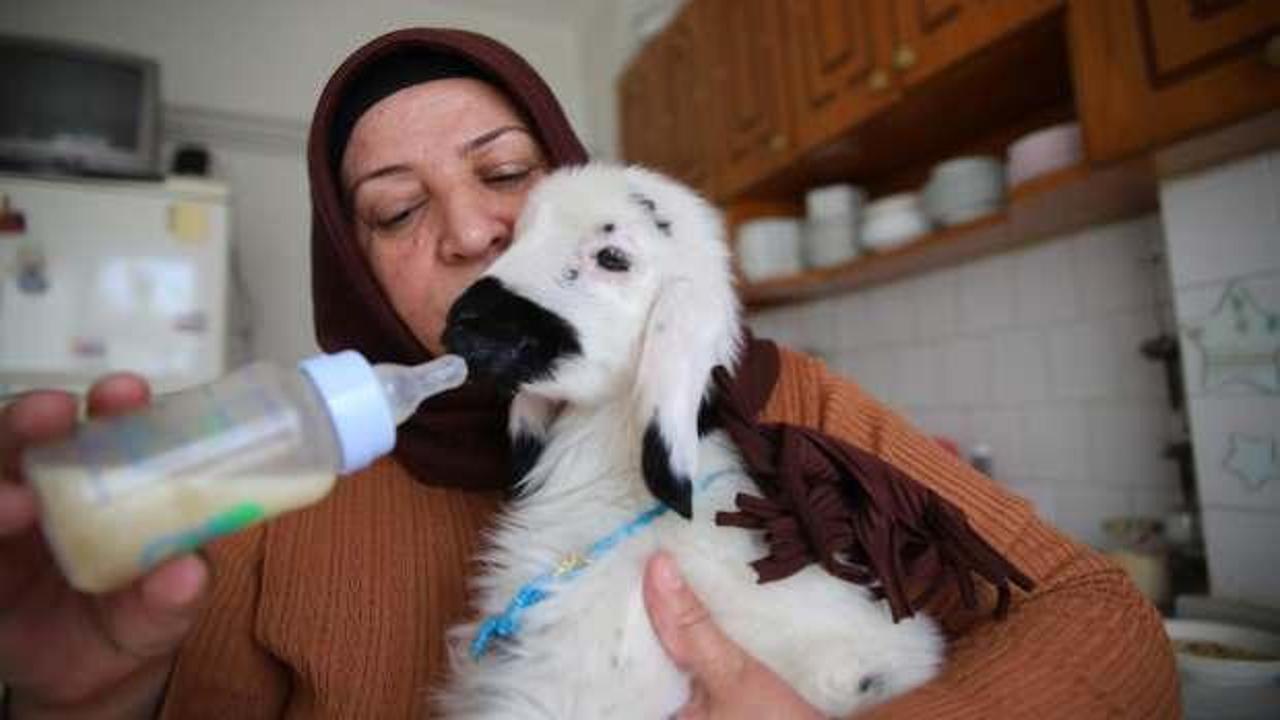 Elazığ'da kanser tedavisi gören 2 çocuk annesi kadına sahiplendiği kuzu terapi oldu!