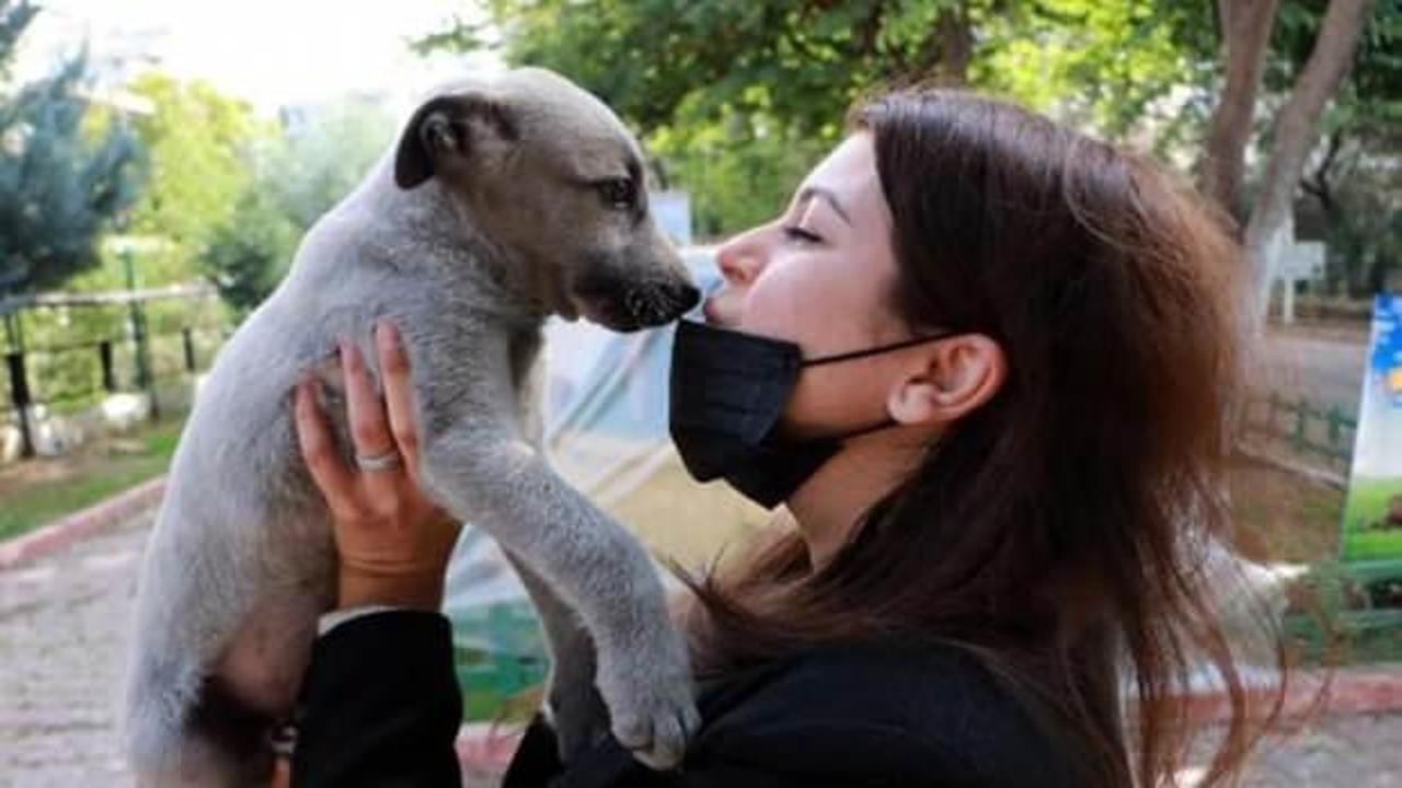 Evcil hayvan sahipleri dikkat!  Uyarı geldi...
