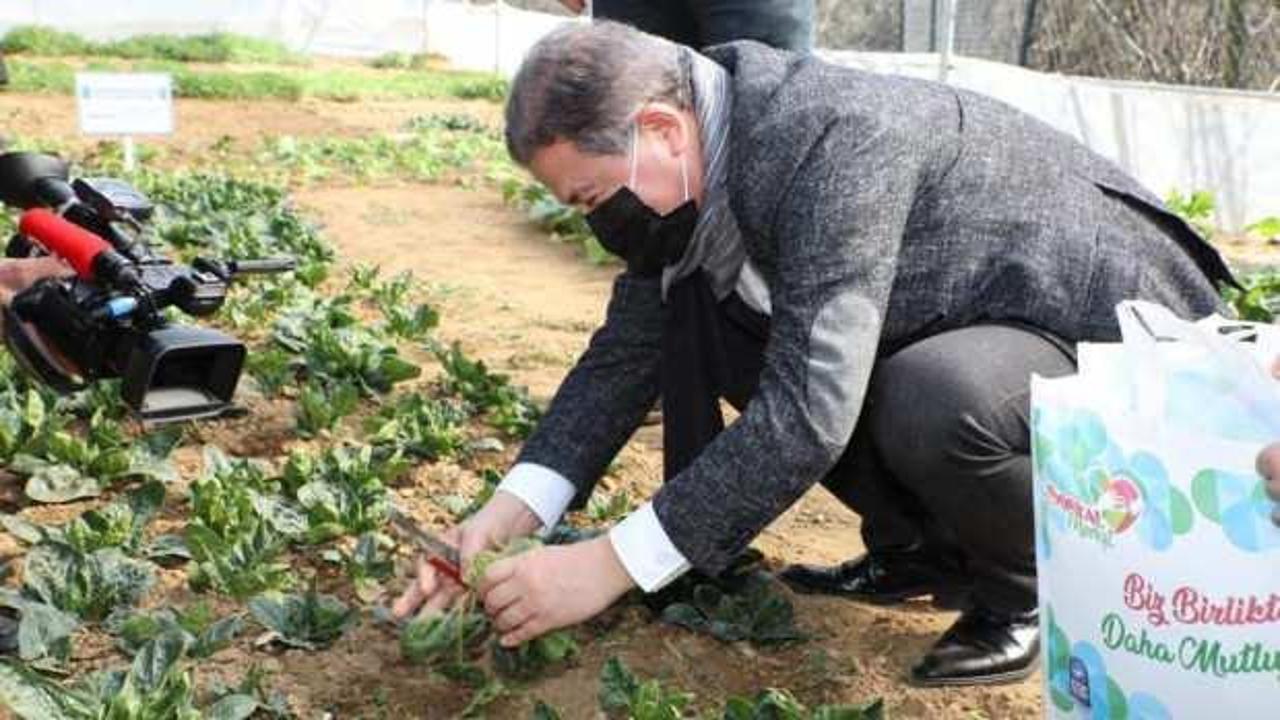 Eyüp Sultan Belediyesi'nin kurduğu seralarda yetişen sebzeler ihtiyaç sahiplerine gidiyor!