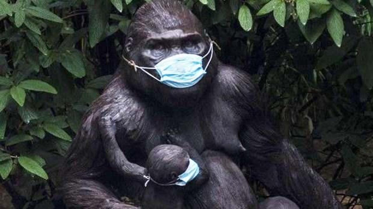 İnsan dışı ilk aşı: Goriller Kovid-19 aşısı oldu